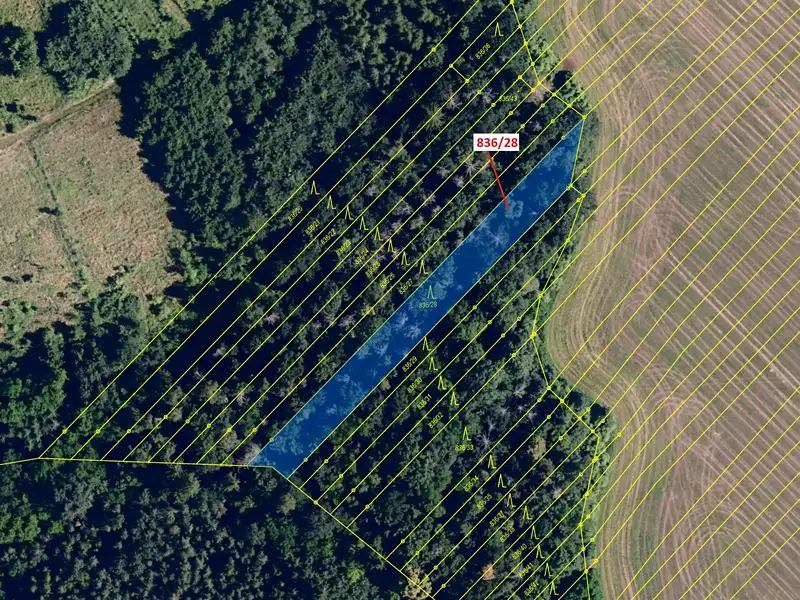 Dražba lesa 1686 m², Ketkovice – náhled fotky 2