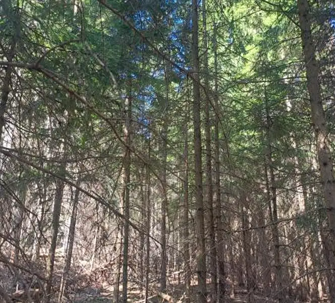 Prodej lesa 1331 m², Strmilov – náhled fotky 2