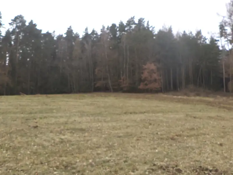 Dražba pole 9983 m², Zvěstov – náhled fotky 2