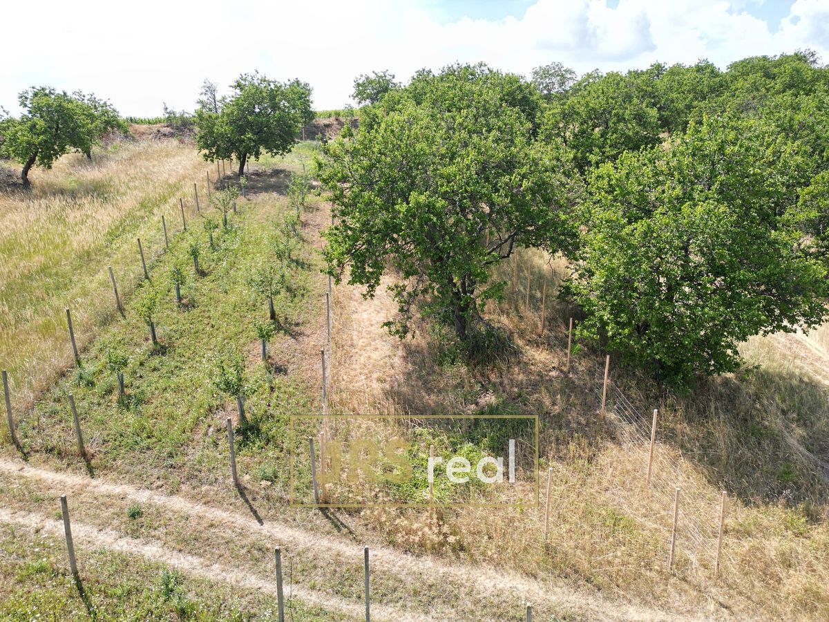 Prodej sadu, vinice 358 m², Němčičky – fotka 1 z 3