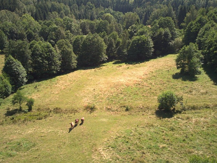 Prodej pozemku, 3 027 m² (3 z 5)