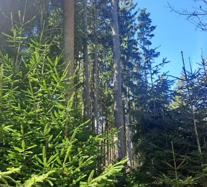 Prodej lesa 2680 m², Strmilov – náhled fotky 1