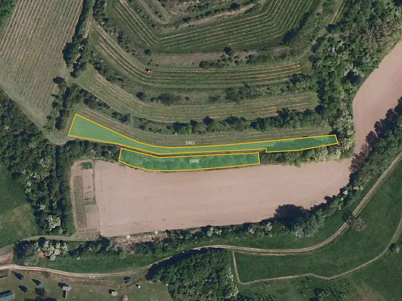 Prodej sadu, vinice 4057 m², Uherčice – náhled fotky 1