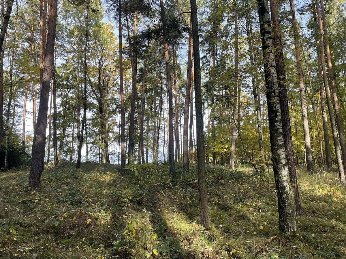 Prodej lesa 21899 m² – fotografie 2