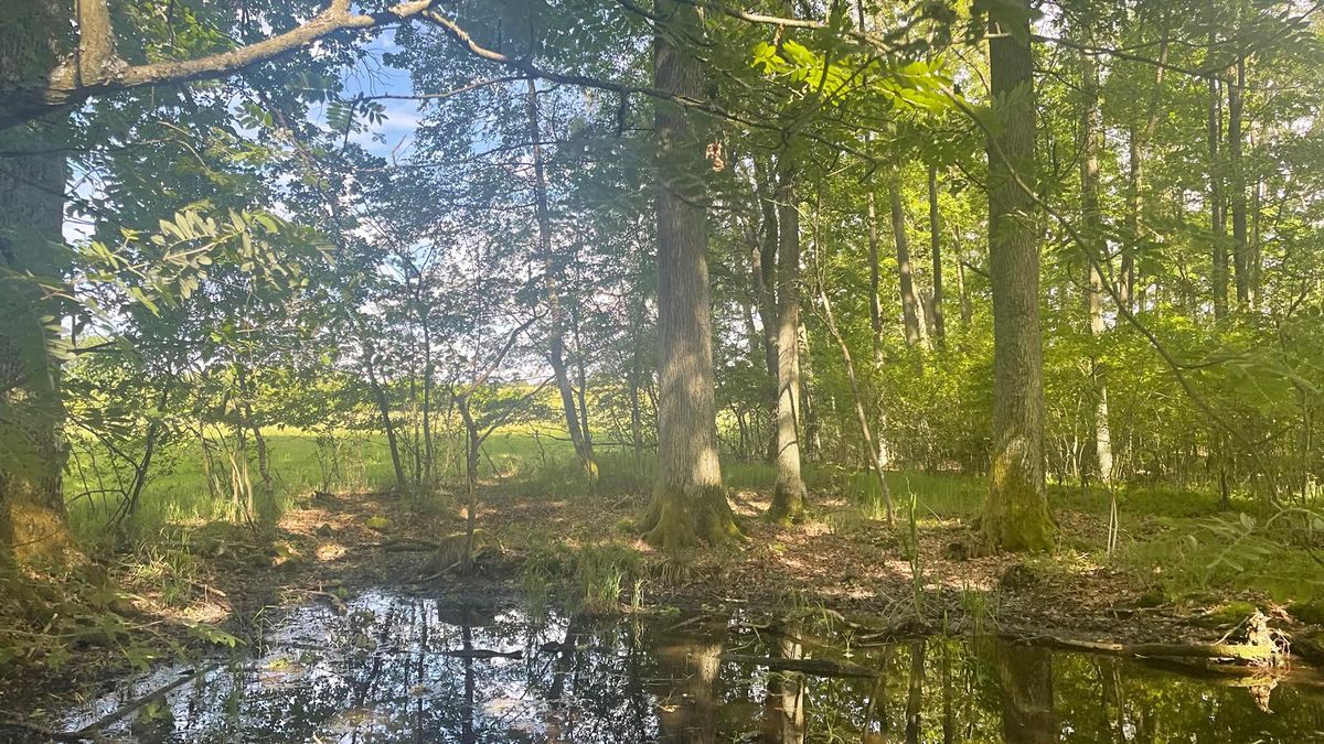 Prodej lesa 360000 m² – fotografie 3