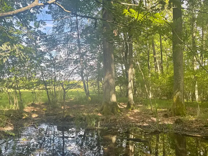 Prodej lesa 360000 m², Chlum u Třeboně – náhled fotky 3