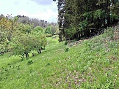 Prodej lesa 11646 m²