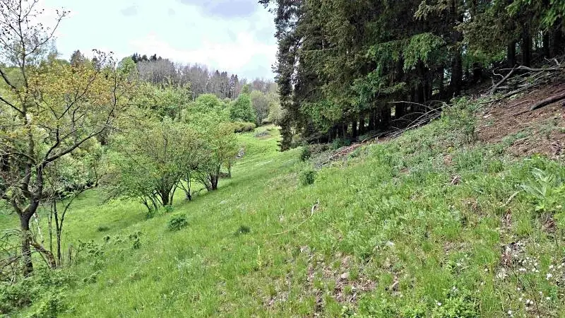 Prodej lesa 11646 m², Bečov nad Teplou – náhled fotky 1