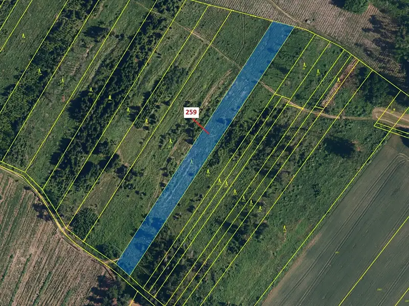 Dražba lesa 6645 m², Vícenice – náhled fotky 2