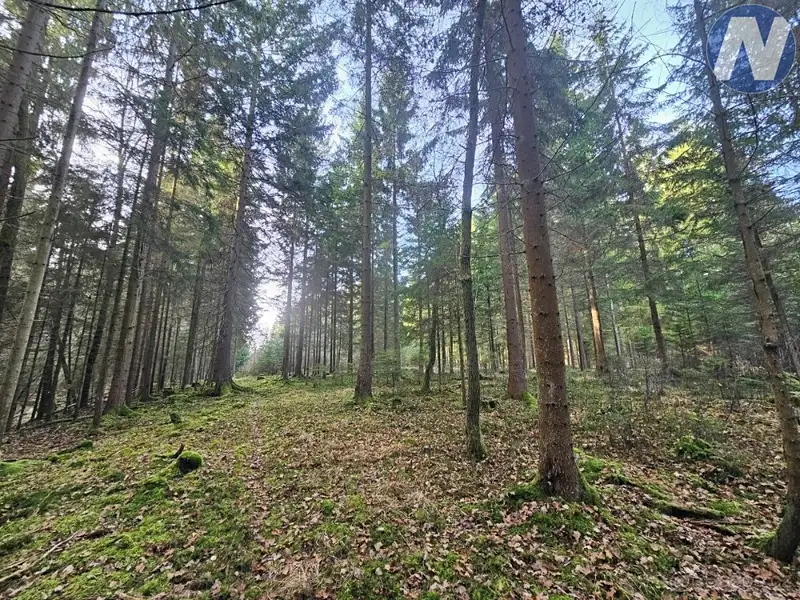 Prodej lesa 9174 m², Borovany – náhled fotky 1