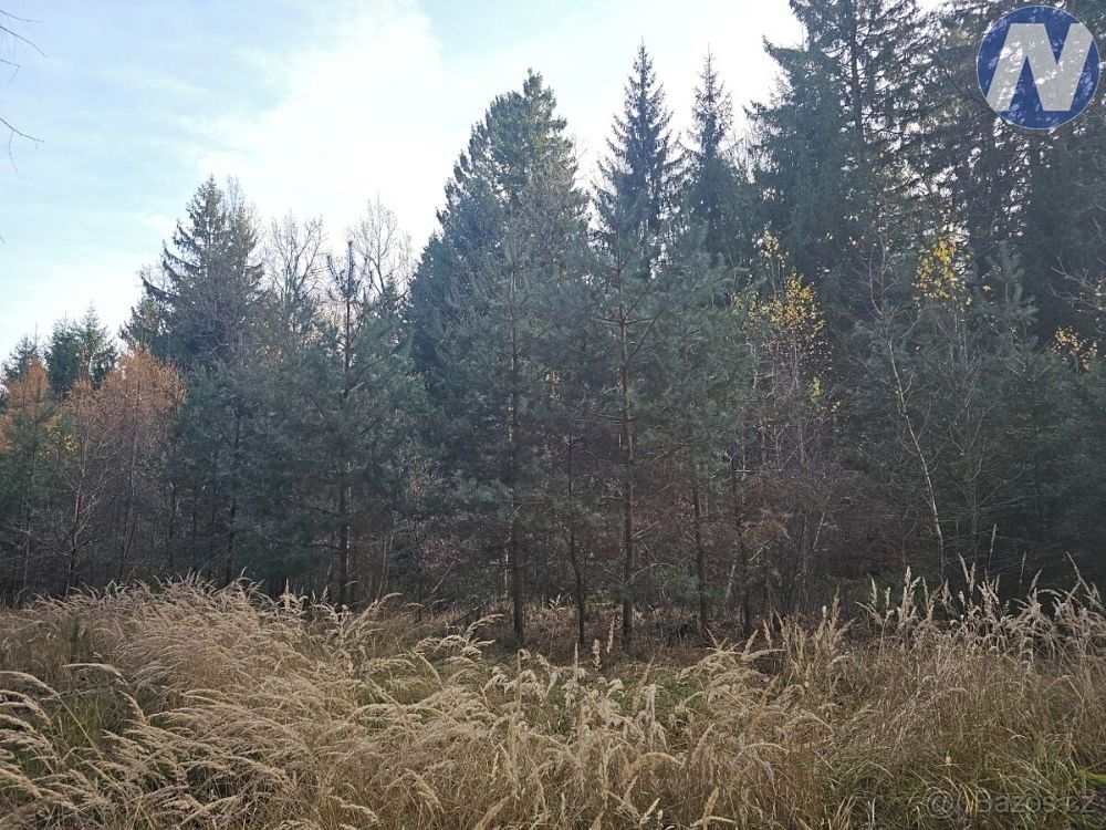 Prodej lesa 9174 m² – fotografie 2