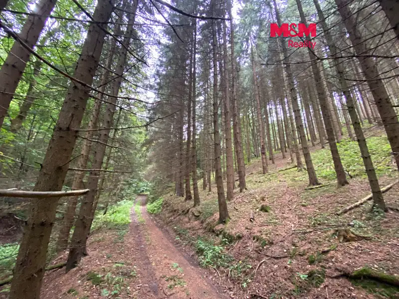Prodej lesa 11485 m², Strážná – náhled fotky 1