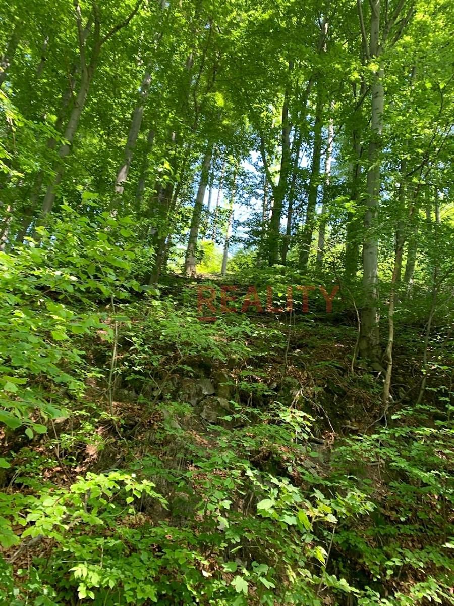 Prodej lesa 102000 m² – fotografie 3