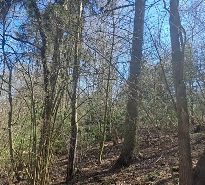 Prodej lesa 1666 m², Strmilov – náhled fotky 3