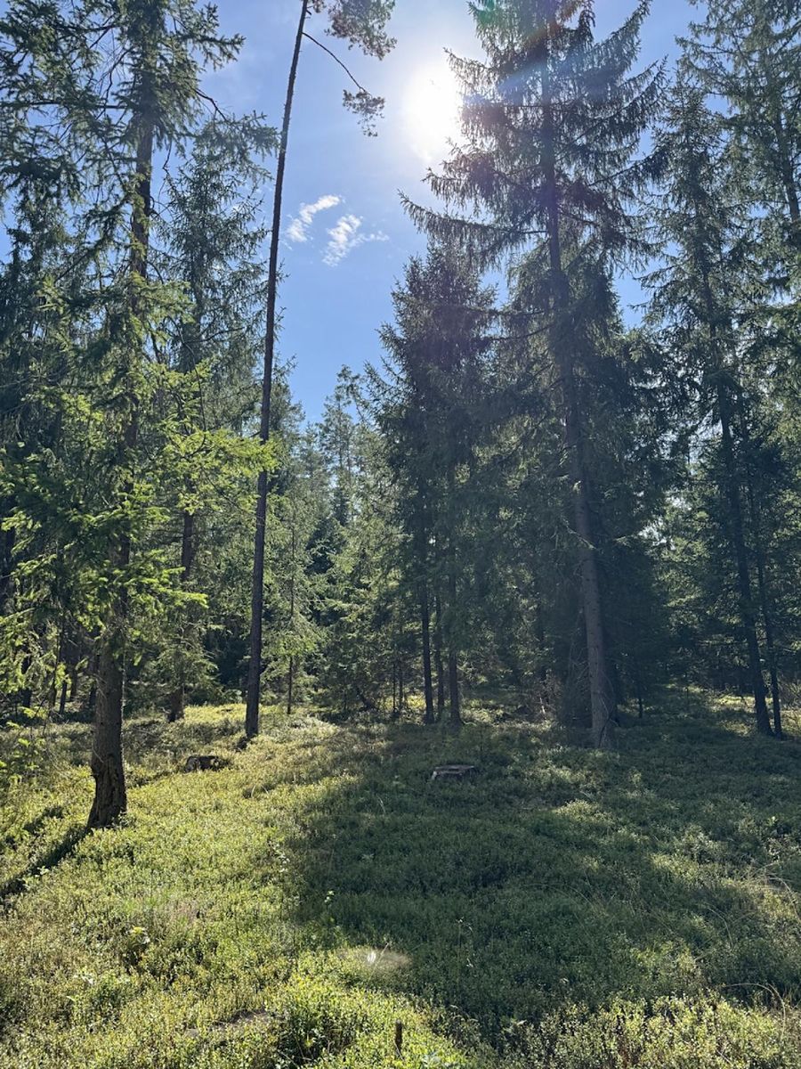 Prodej lesa 67560 m² – fotografie 4