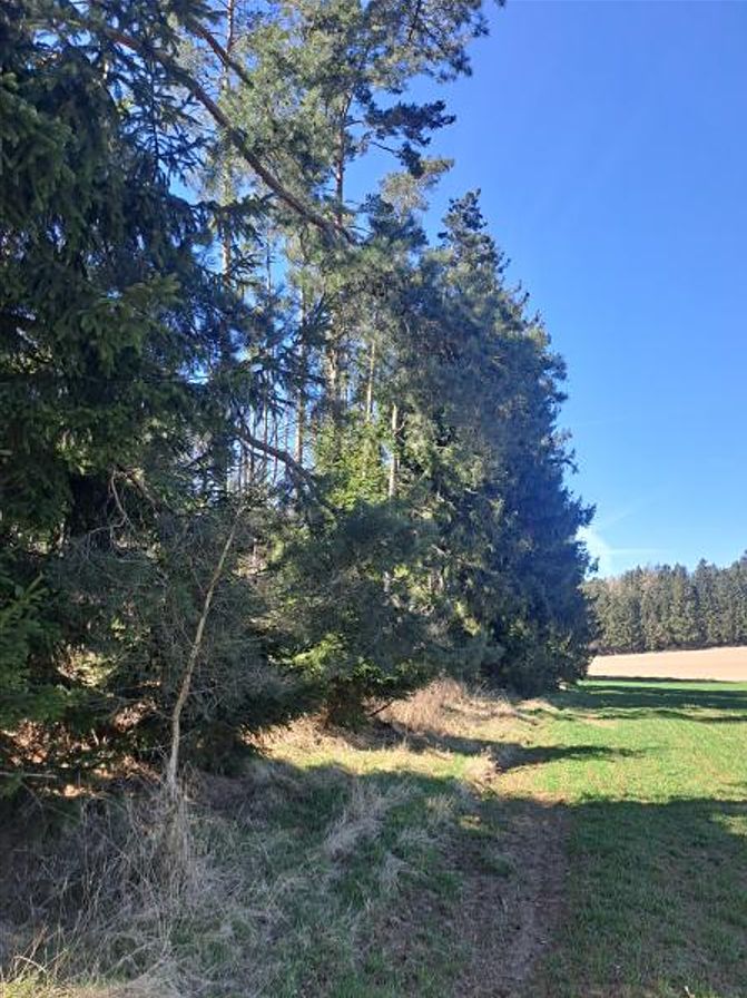 Prodej lesa 1644 m² – fotografie 2