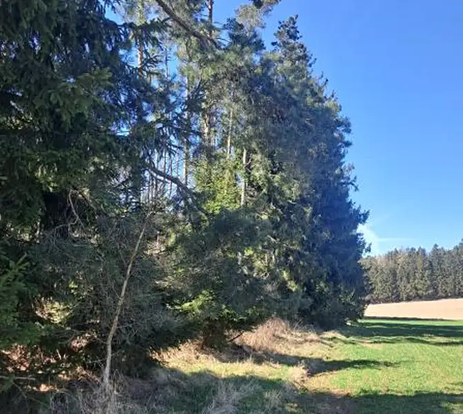 Prodej lesa 1644 m², Strmilov – náhled fotky 2