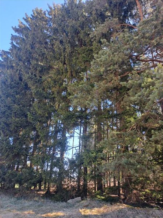 Prodej lesa 1644 m²