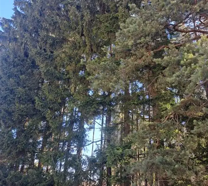Prodej lesa 1644 m², Strmilov – náhled fotky 1