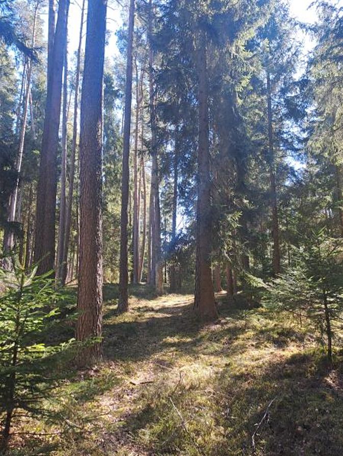 Prodej lesa 2392 m² – fotografie 2
