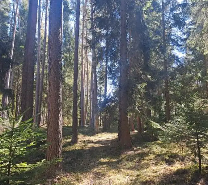 Prodej lesa 2392 m², Strmilov – náhled fotky 2