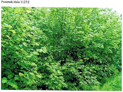 Prodej lesa 52 m²