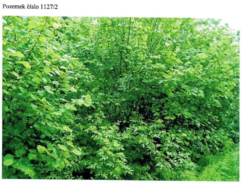 Prodej lesa 52 m², Strmilov – náhled fotky 1