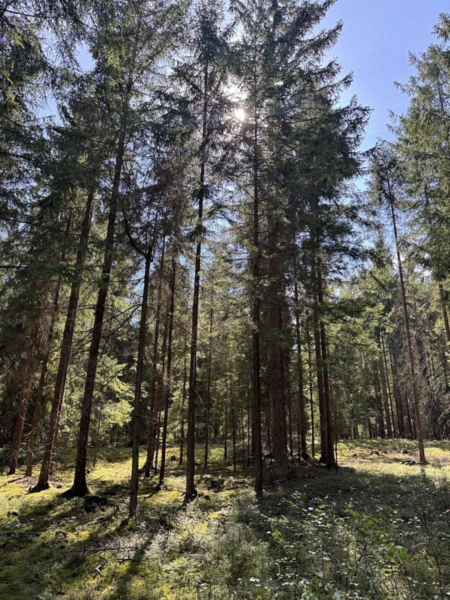 Prodej lesa 67560 m² – fotografie 3