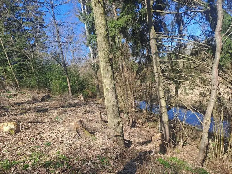 Prodej lesa 1666 m², Strmilov – náhled fotky 2