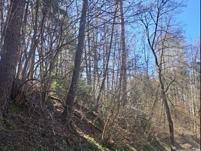 Prodej lesa 729 m²
