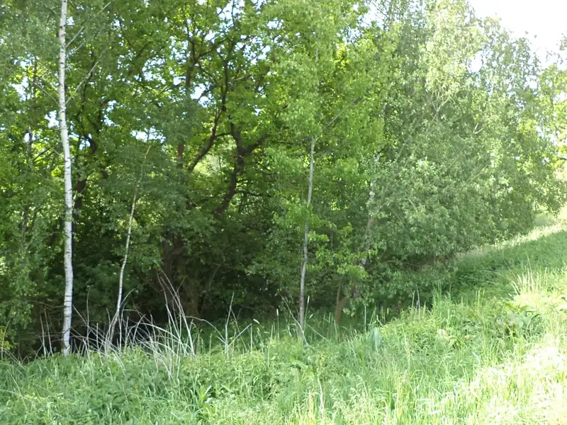 Dražba louky 1175 m², Pluhův Žďár – náhled fotky 2