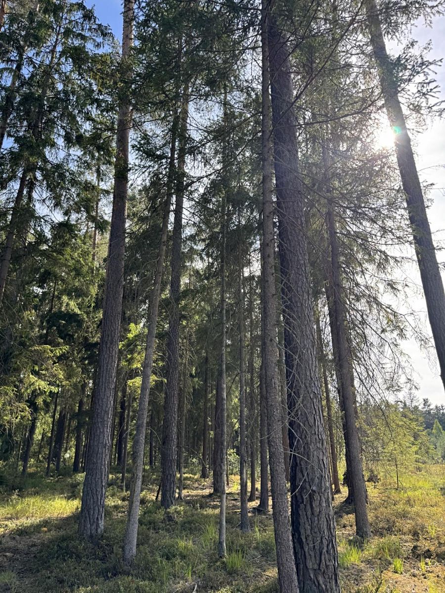 Prodej lesa 67560 m²