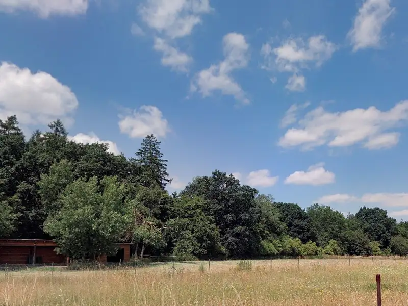 Prodej lesa 15479 m², Doubek – náhled fotky 3