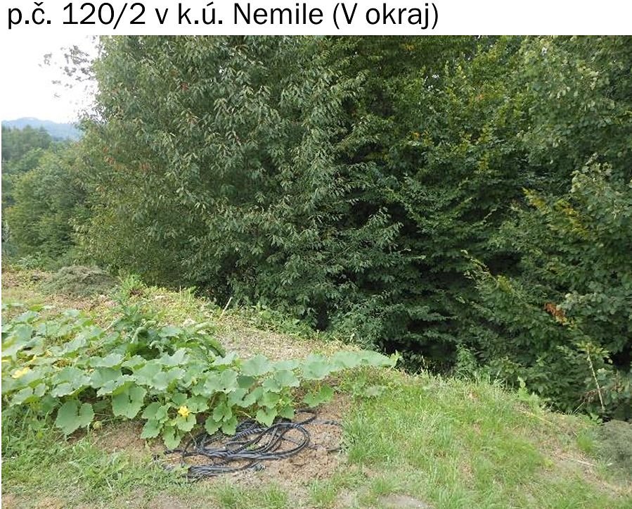 Prodej lesa 323 m² – fotografie 4