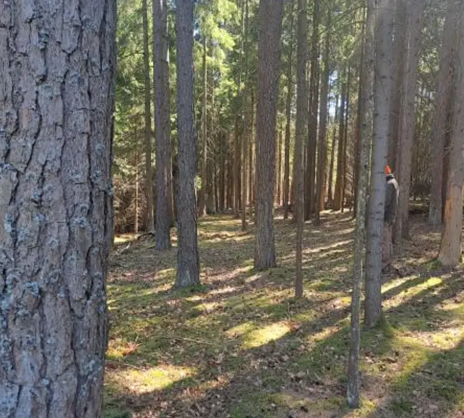 Prodej lesa 1331 m², Strmilov – náhled fotky 3