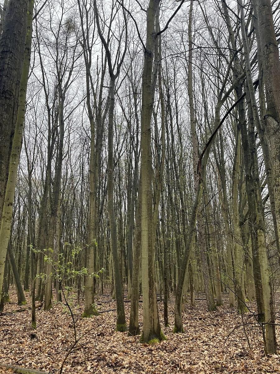 Prodej lesa 7559 m² – fotografie 3