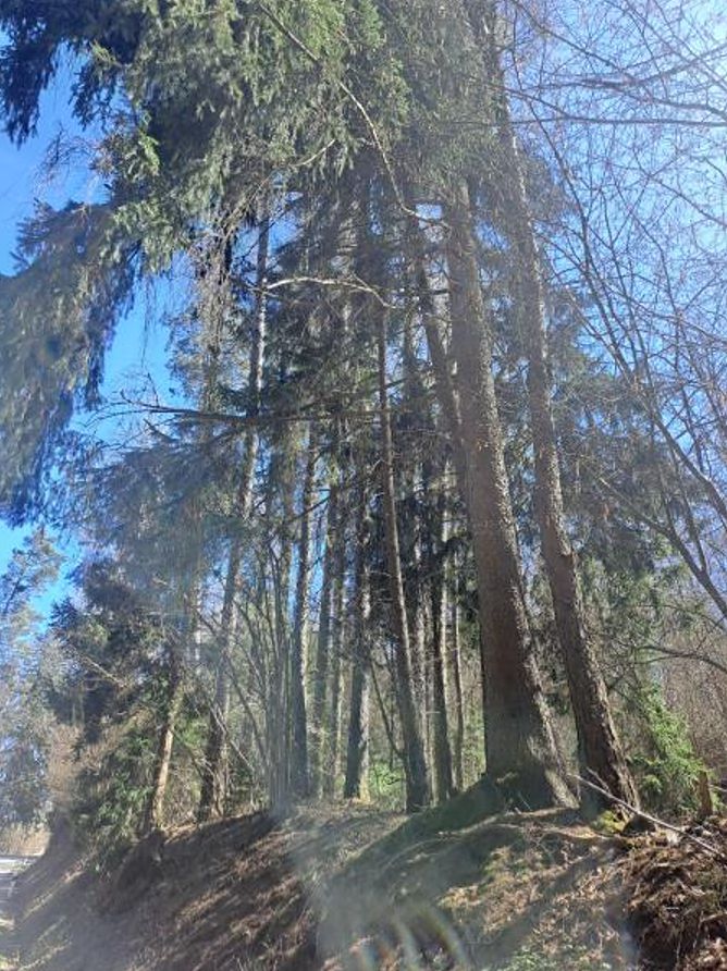 Prodej lesa 424 m²