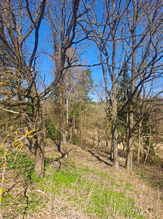Prodej lesa 1666 m²