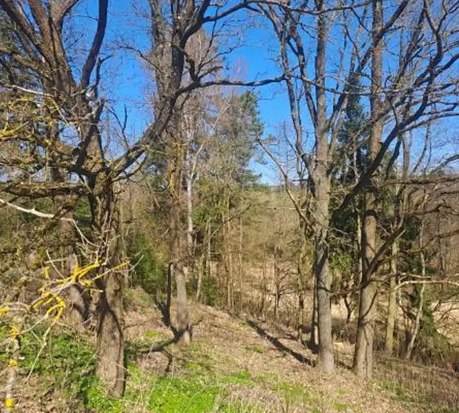 Prodej lesa 1666 m², Strmilov – náhled fotky 1