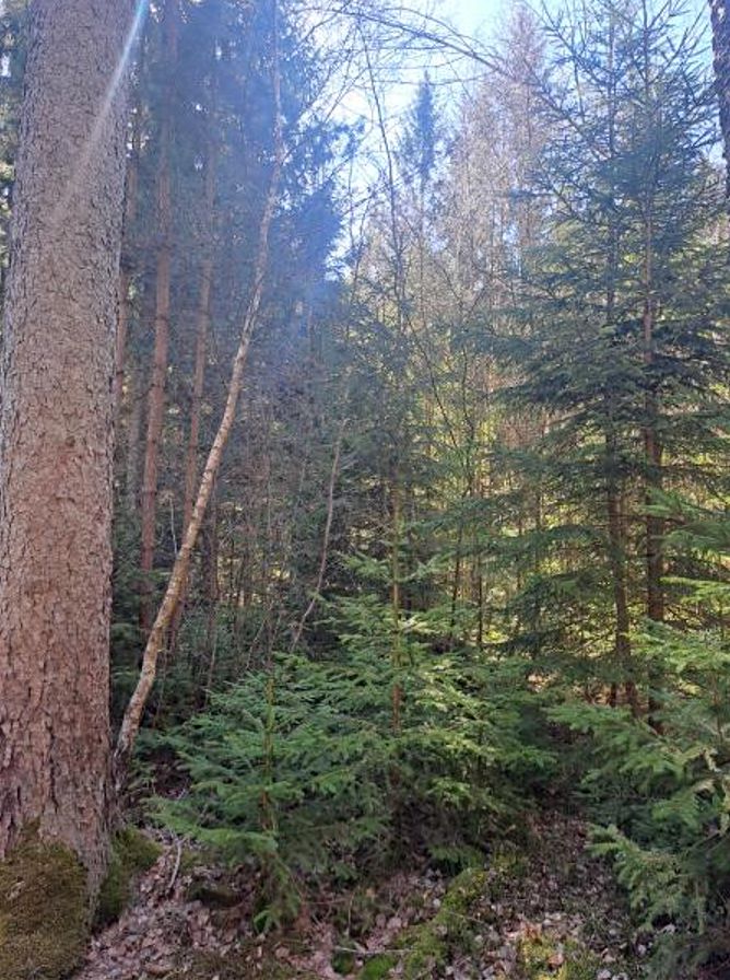 Prodej lesa 2392 m²