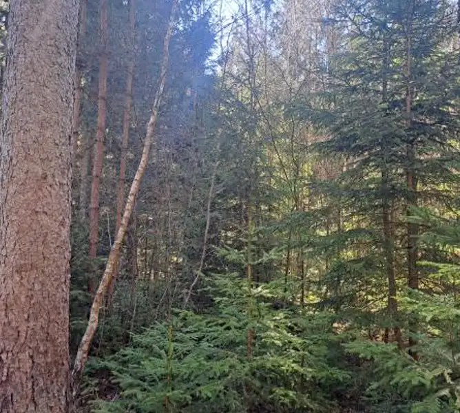 Prodej lesa 2392 m², Strmilov – náhled fotky 1