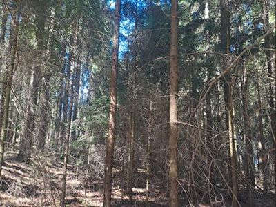 Prodej lesa 1331 m²