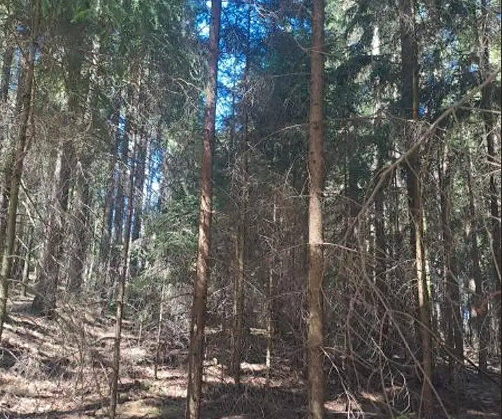 Prodej lesa 1331 m², Strmilov – náhled fotky 1