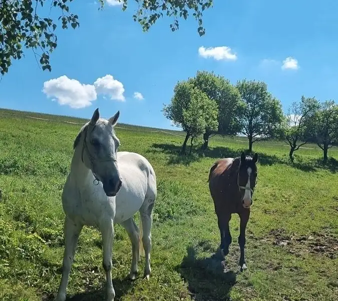 Prodej stavebního pozemku 285345 m², Vsetín – náhled fotky 2