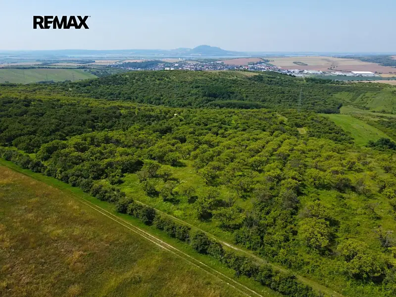 Prodej sadu, vinice 3780 m², Hustopeče – náhled fotky 1