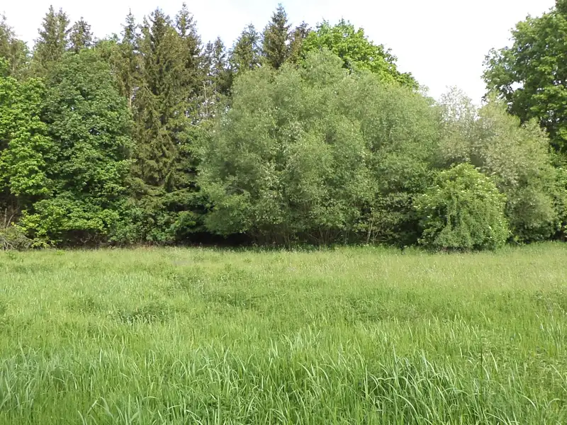 Dražba louky 1175 m², Pluhův Žďár – náhled fotky 3