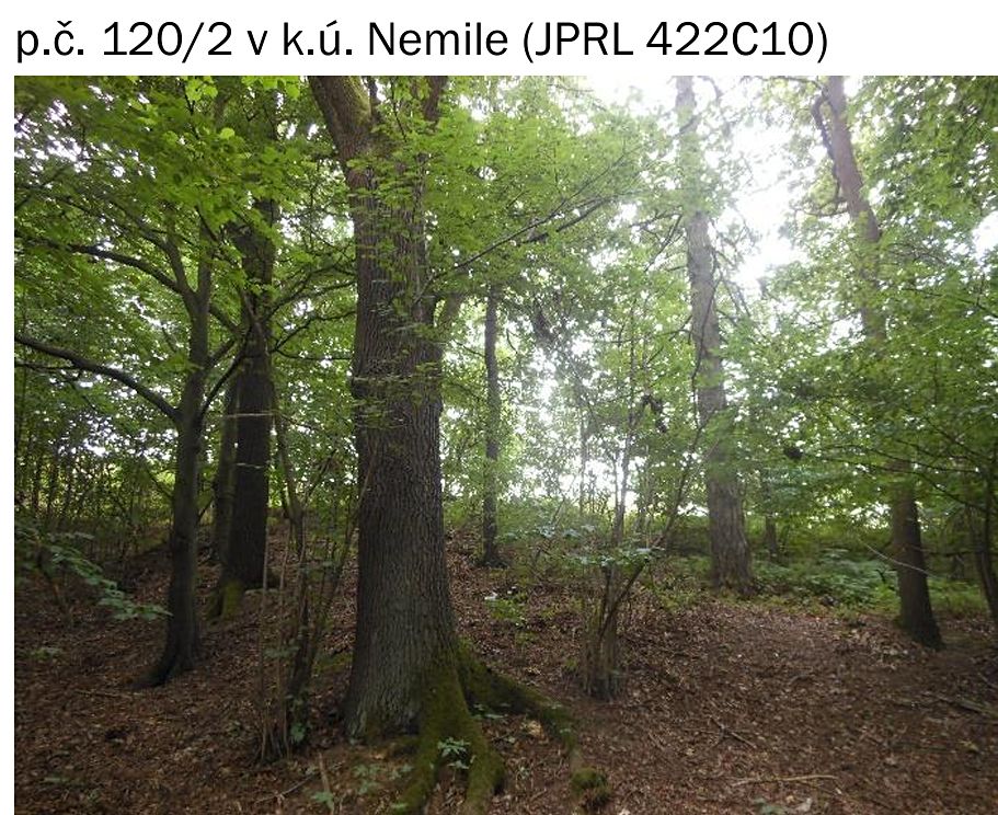 Prodej lesa 323 m²