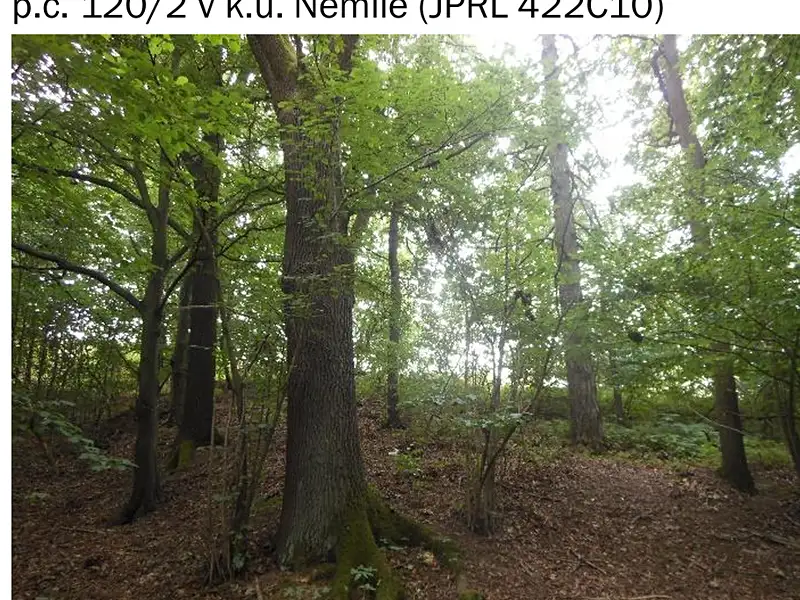 Prodej lesa 323 m², Nemile – náhled fotky 1