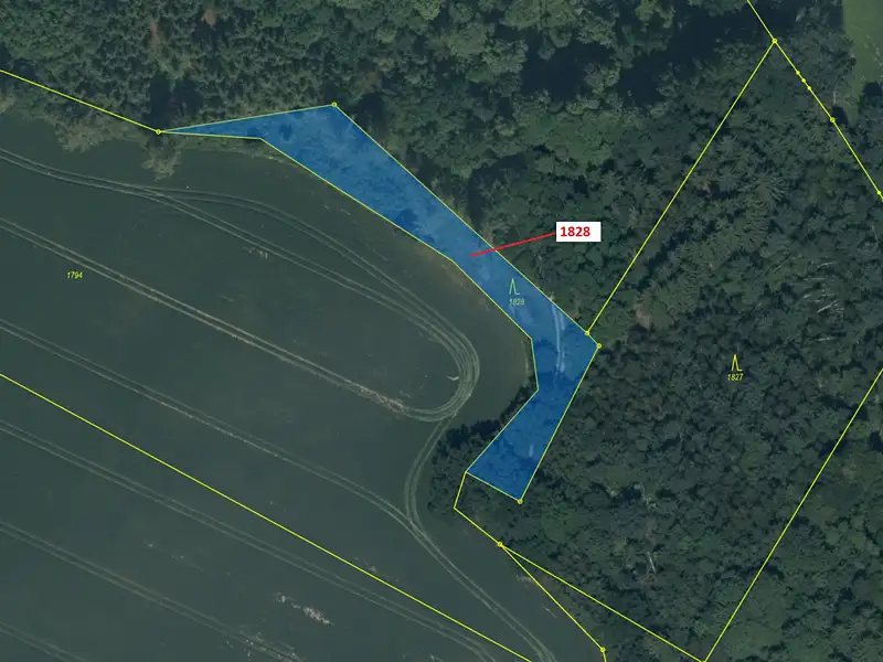 Dražba lesa 1841 m², Chotýšany – náhled fotky 2