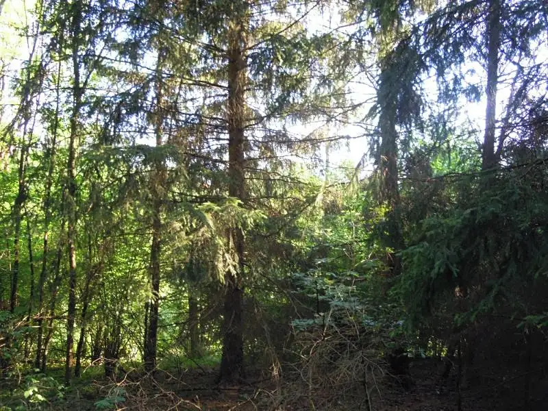 Prodej lesa 1549 m², Radkovice u Budče – náhled fotky 1